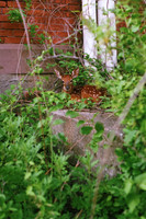 factory-deer_30015475165_o