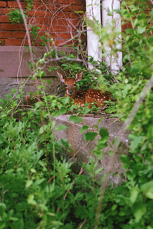 factory-deer_30015475165_o