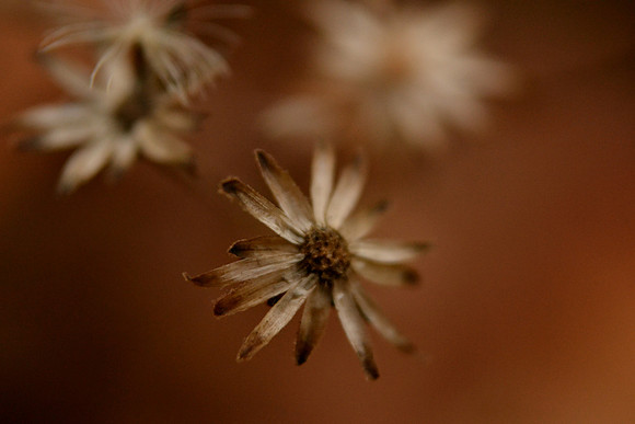 brown_8133495247_o